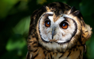 Owl blue eyes blurry background - blurry free wallpaper