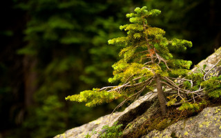 Tiny tree rock moss forest - a small tree free wallpaper