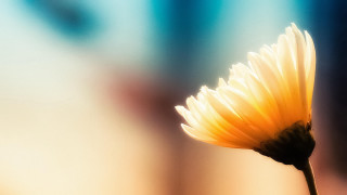 Yellow flower macro gradient sunset - a blurry background in the background free wallpaper