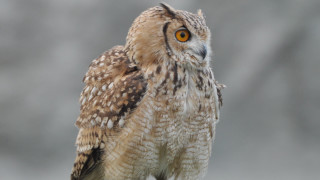 Owl closeup blurry background naturalism - a blurry background in the background free wallpaper