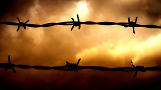 Barbed wire bird cloudy sky - wire fence free wallpaper