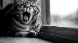 Cat yawning window sill black - mouth wide open free wallpaper