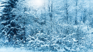 Snowy forest winter cherry blossoms - tree and bushes free wallpaper