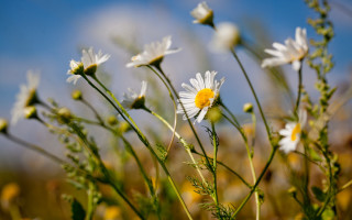 Daisy field blue sky bokeh 2 - a field of daisies free wallpaper