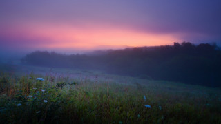 Foggy sunset horizon trees lake - volumetric fog free wallpaper