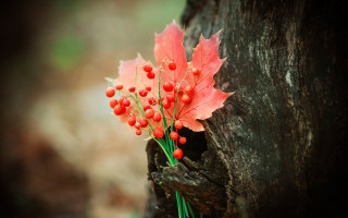 Red berries tree trunk leaf - red berry free wallpaper