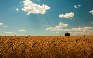 Wheat field barn blue sky - heavy free wallpaper