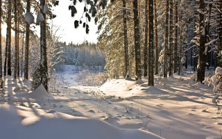 Snow covered forest skier ecological - forest free wallpaper