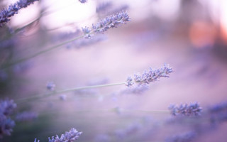 Lavender blossoms blurry background macro - a close up of a bunch free wallpaper for desktop