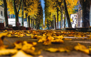 Yellow leaves street autumn city - the street free wallpaper