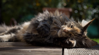 Cat laying on wooden deck - sunny day free wallpaper