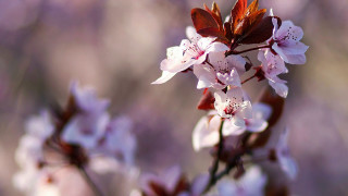 Flower butterfly cherry blossoms macro - a blurry background of flowers free wallpaper