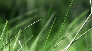 Green grass macro ecological art 2 - a green grass free wallpaper