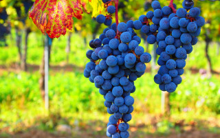 Grapes vineyard leafy background bokeh - alesso baldovinetti free wallpaper for desktop