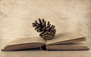 Book pinecone table bookmark beach - a pine cone free wallpaper