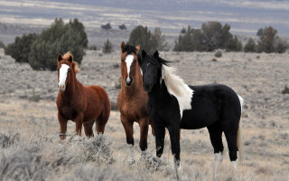Three horses field trees clouds - western free wallpaper