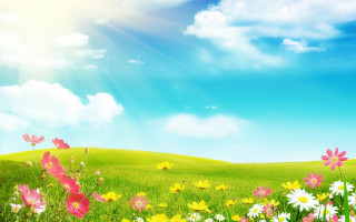 Flower field sky sunshine butterfly - the cloud above free wallpaper