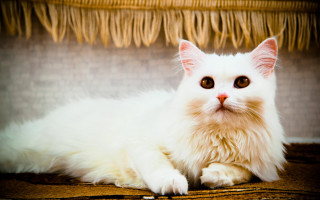 White cat wooden floor rococo - a wooden floor next free wallpaper