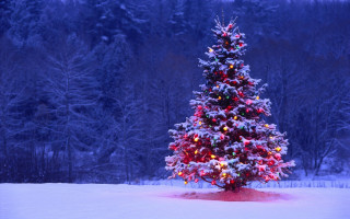 Christmas tree snow aurora lights - in a field free wallpaper