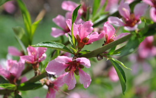 Pink flower closeup bokeh leaves - a tree branch free wallpaper for desktop