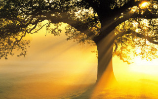 Tree sunlight foggy field autumn - the leaf free wallpaper for desktop