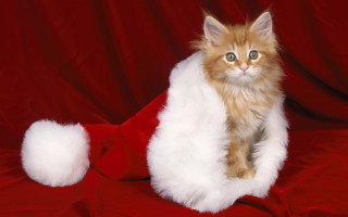 White cat santa hat red - a red blanket free wallpaper