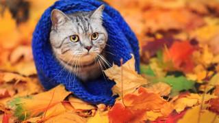 Cat blue hat scarf leaves - its face free wallpaper