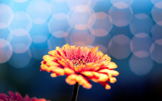 Orange flower bokeh macro shallow - a blurry background behind free wallpaper