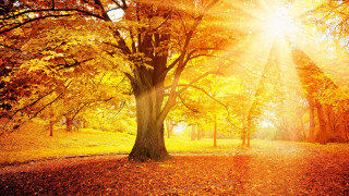 Yellow leaves tree park autumn - a park free wallpaper