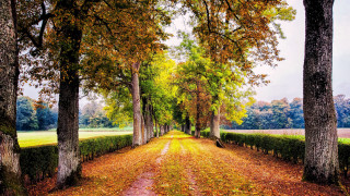 Dirt road autumn leaves bench - tree and grass free wallpaper