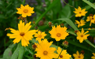 Yellow daisy dandelion sunflower flower - yellow flower free wallpaper