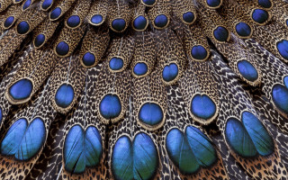 Peacock feathers blue spots macro - exquisite detail free wallpaper for desktop