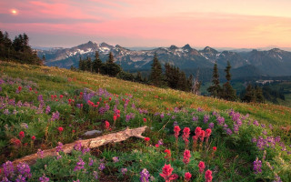 Wildflowers mountain sunset flowers landscape - a mountain side free wallpaper