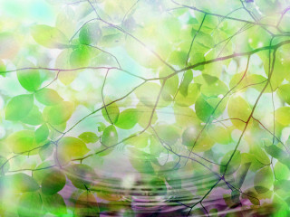 Bowl leaves blurry background water - art green free wallpaper