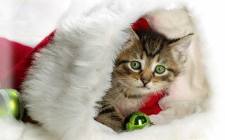 Cat santa hat bell green - happening free wallpaper