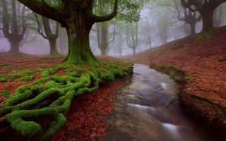 Stream forest moss tree roots - arthur b. carles free wallpaper for desktop