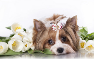 Small dog bow flower table - a small dog free wallpaper
