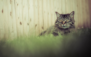 Cat grass fence wooden shallow - a wooden fence behind free wallpaper