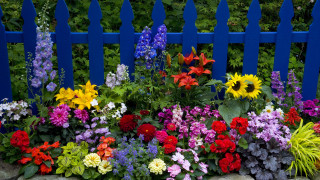 Blue fence with colorful flowers - rich free wallpaper