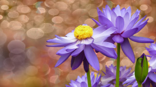 Purple flower closeup blurry background 2 - a yellow center free wallpaper
