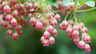 Pink flowers hanging leaves bloom - berry free wallpaper