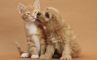 Small dog cat touching noses - touching free wallpaper