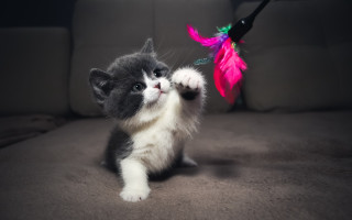 Kitten playing toy feather flower - a feather free wallpaper
