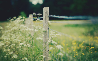 Fence flowers grass blurry background - a blurry background of trees and bushes free wallpaper