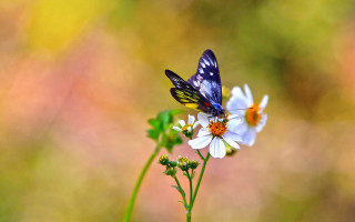 Blue butterfly flower macro blurry - a blurry image free wallpaper
