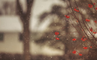 Tree red berries snow winter - red berry free wallpaper for desktop