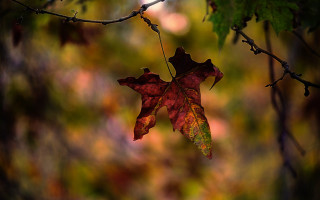 Leaf hanging autumn bokeh macro - david martin free wallpaper