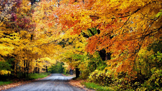 Autumn forest leaves fire sunset 2 - a few tree free wallpaper