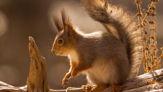 Squirrel branch tail up open - its tail free wallpaper