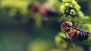 Bee green plant flower bokeh - a bee free wallpaper